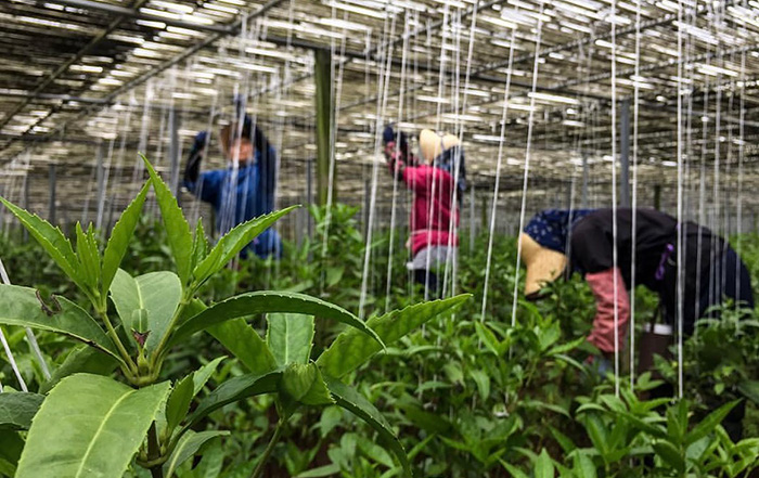 千両の世話をする人たち